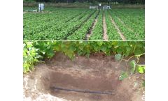 Irrigating with reclaimed water through permanent subsurface drip irrigation systems