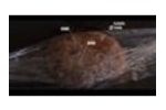 EVK Applications in Food - Video