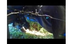 Pruning Overview 2014 3 Video