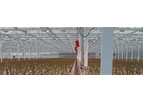 Rose Cultivation