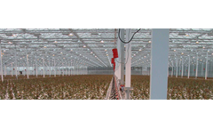 Rose Cultivation