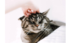 Solutions for Petcare