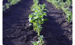 Tolsa Mincrop - Fertiliser Additives