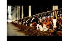 Bird Control for Dairy Barns and Livestock Video