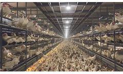 Alaso Layer Volary - Model LV950 - Multi-Tier Aviary System for Cage Free Production