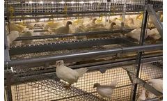 Alaso - Model PT475 - Pullet Trainer System