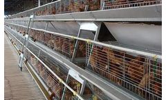 Alaso - Model PA240 - Pullet A-Frame System
