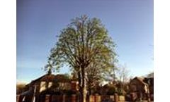 Tree Pruning