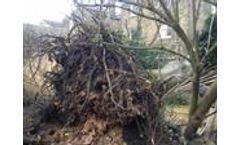 Emergency Tree Work
