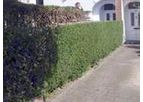 Hedge Trimming