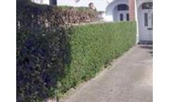 Hedge Trimming