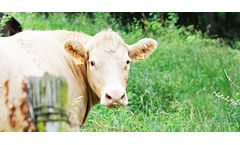 Magox for Dairy Feeds and Buffers