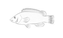 Winwrasse - Bespoke Weaning Microdiet Feed
