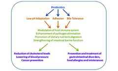 Detailed Introduction to the Four Effects of Probiotics