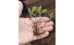 AstroTubers - Potato Minitubers