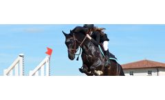 Ozonizers for the equine industry