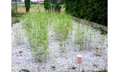 Boer - Constructed Wetland Systems