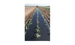 Mulch Film