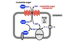 Creative Proteomics Revolutionizes Metabolomics Research with Launch of Nucleotide Sugars Analysis Service