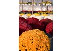 Perlite - Soilless Mix for Sterile Growth