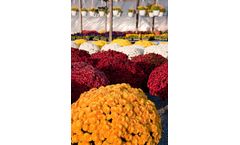 Perlite - Soilless Mix for Sterile Growth