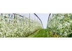 FruitSecurity - Winterfix