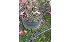 Potted Plant Black Spider Repellent