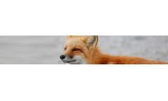 Wildlife Plus Wildlife Habitat Service
