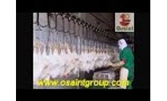 Chicken Slaughtering Machines from Shandong Osaint Group Video