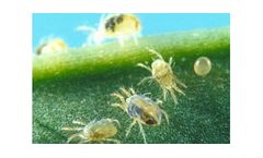 Spider Mites
