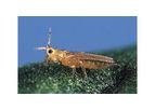 BioBee - Western Flower Thrips