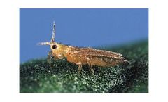 BioBee - Western Flower Thrips