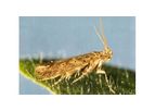 BioBee - Tuta Absoluta / Tomato Leaf Miner