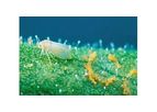 BioBee - Sweet Potato Whitefly