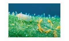BioBee - Sweet Potato Whitefly