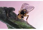 BioBee - Serpentine Leaf Miners