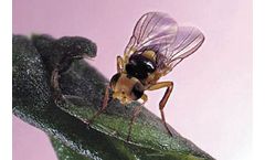 BioBee - Serpentine Leaf Miners