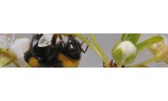 BioBee - Bumblebee