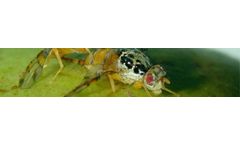 Bio-Fly - Biological Medfly Control Product