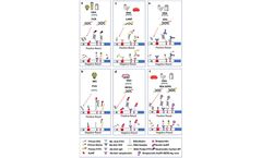 Creative Diagnostics Launches New Anti-Small Molecule Label Antibodies to Facilitate NALFIA Development