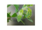 Plant Pathogens Antibodies Test Kits