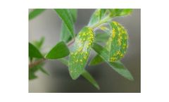 Plant Pathogens Antibodies Test Kits