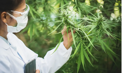 Accela - Cannabis Regulation Software