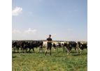 Herd Analysis Services
