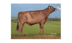 VR Filur - Model 37887 - Genetics DNA