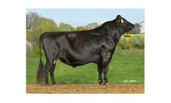 VJ Janko - Model 303787 - Genetics DNA