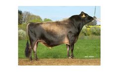 VJ Huzar - Model 303788 - Genetics DNA