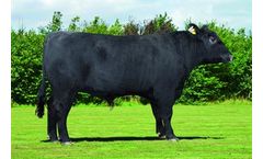 Bakken Glen - Model 58823 - Genetics DNA