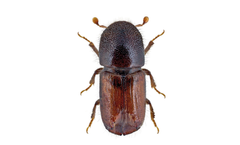 Witasek - Engraver Beetle (IPS Acuminatus)