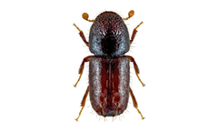 Witasek - Model Chalcoprax Ampoule - Six-Toothed Spruce Bark Beetle